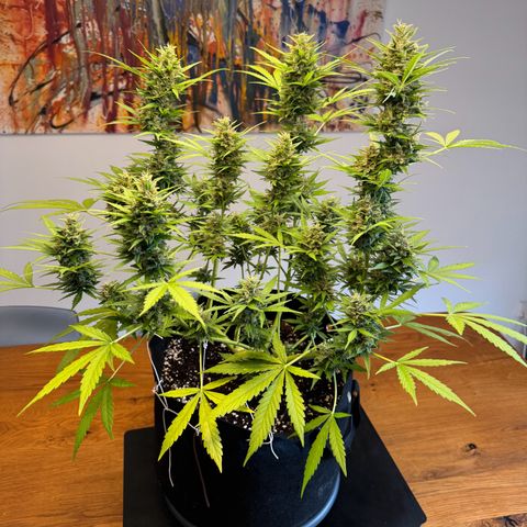 Hulkberry Automatic growlog timeline photo