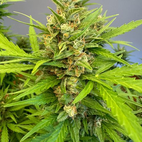 Hulkberry Automatic growlog timeline photo