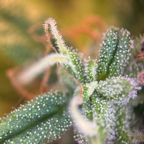 Hulkberry Automatic growlog timeline photo