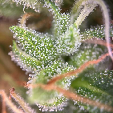 Hulkberry Automatic growlog timeline photo