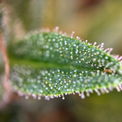 Hulkberry Automatic growlog timeline photo