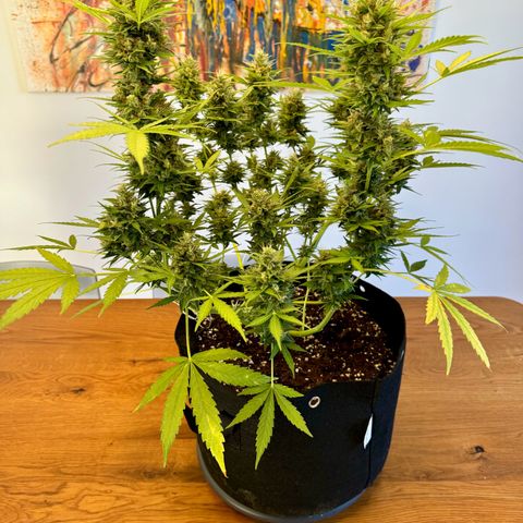 Hulkberry Automatic growlog timeline photo