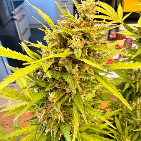 Hulkberry Automatic growlog timeline photo