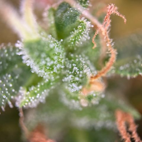 Hulkberry Automatic growlog timeline photo