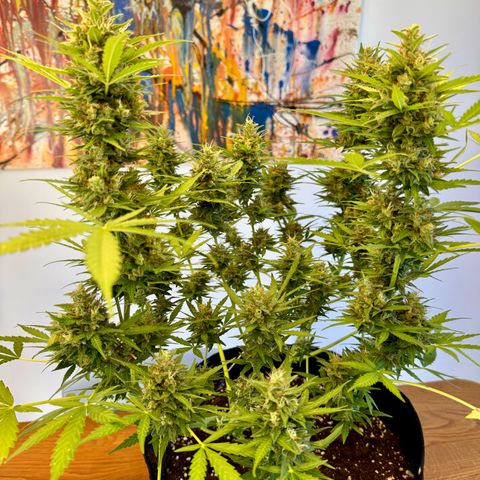 Hulkberry Automatic growlog timeline photo