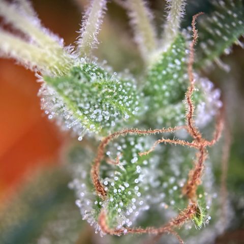 Hulkberry Automatic growlog timeline photo