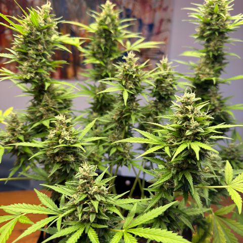 Hulkberry Automatic growlog timeline photo