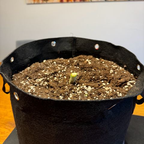 Hulkberry Automatic growlog timeline photo