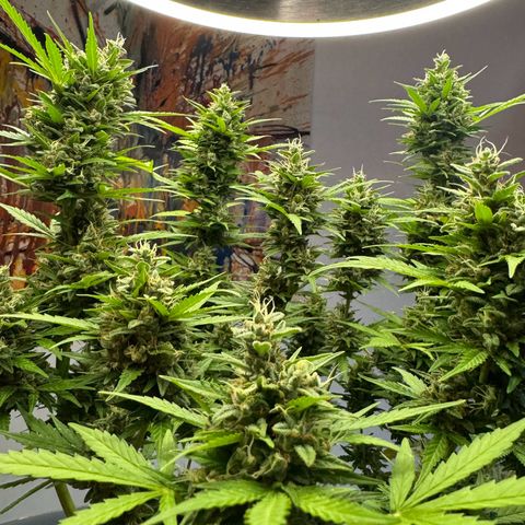 Hulkberry Automatic growlog timeline photo