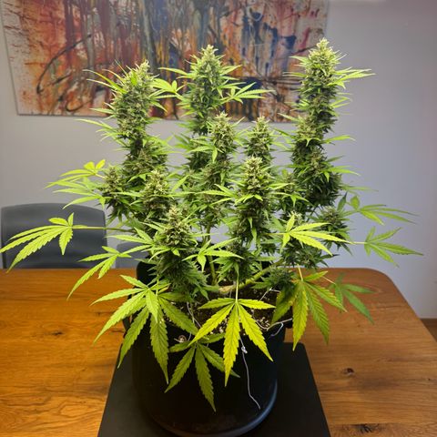Hulkberry Automatic growlog timeline photo