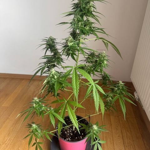 Do-Si-Dos Auto growlog timeline photo