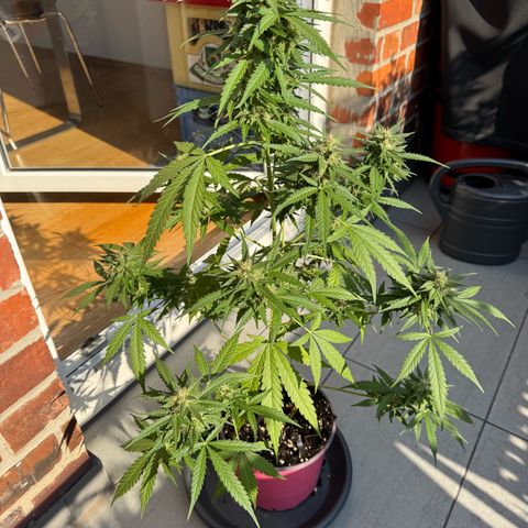 Do-Si-Dos Auto growlog timeline photo