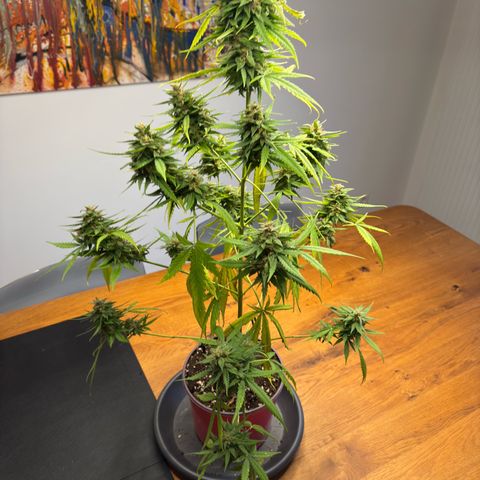 Do-Si-Dos Auto growlog timeline photo