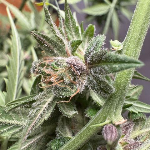 Do-Si-Dos Auto growlog timeline photo