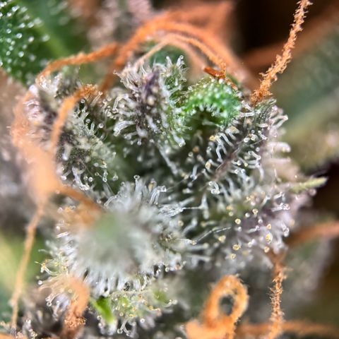 Do-Si-Dos Auto growlog timeline photo