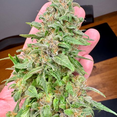 Do-Si-Dos Auto growlog timeline photo