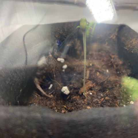 Taproot growlog photo: Noticabilly taller and thicking close to the leaves. 
