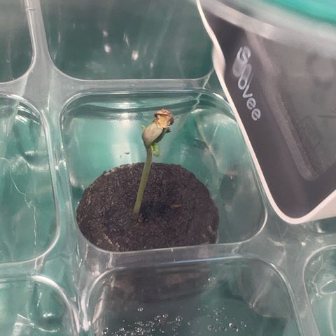 Tree B growlog photo: Taller than Tree A. Shell still on, will remove.