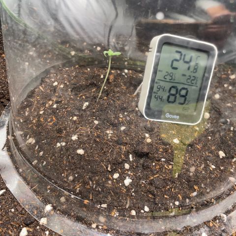 Taproot growlog photo: Post Transplant.