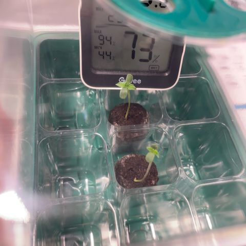 Tree A growlog photo: Pre transplant 