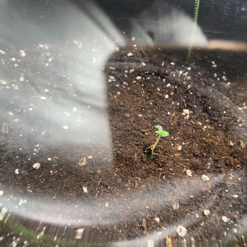 Tree A growlog photo: Post Transplant 