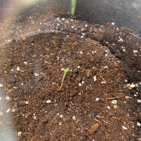 Tree A growlog photo: Post Transplant 