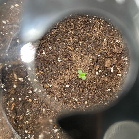 Tree B growlog timeline photo