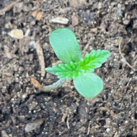 Tree B growlog timeline photo