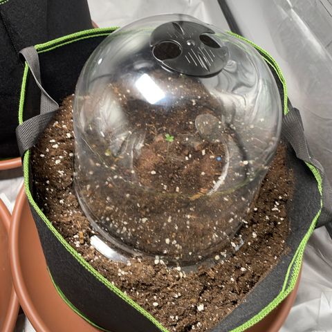Tree B growlog timeline photo