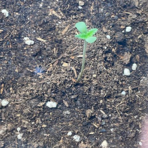 Tree B growlog timeline photo