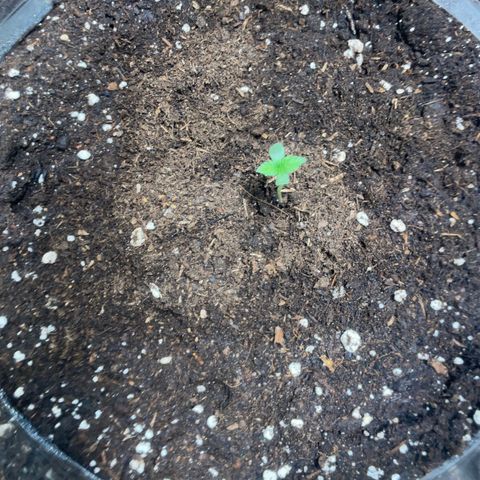 Tree A growlog timeline photo