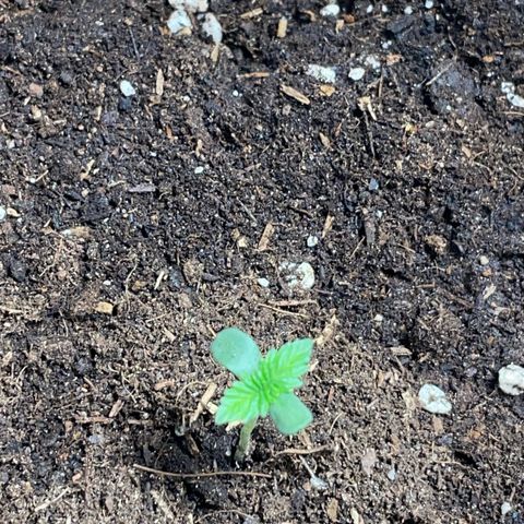 Tree A growlog timeline photo