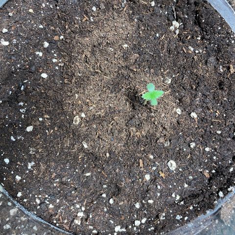 Tree A growlog timeline photo