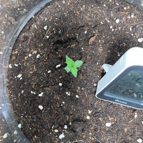 Taproot growlog timeline photo