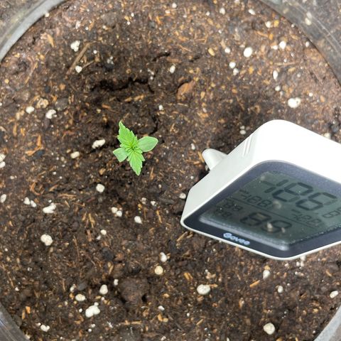 Taproot growlog timeline photo