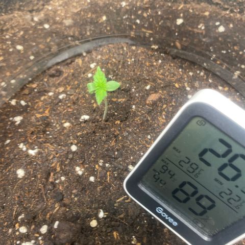 Taproot growlog timeline photo