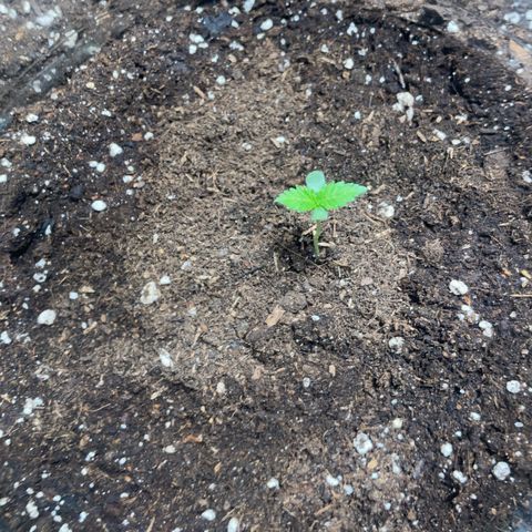 Tree A growlog timeline photo