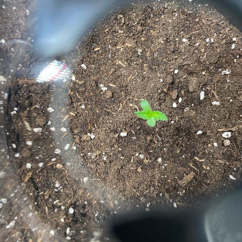 Tree B growlog timeline photo