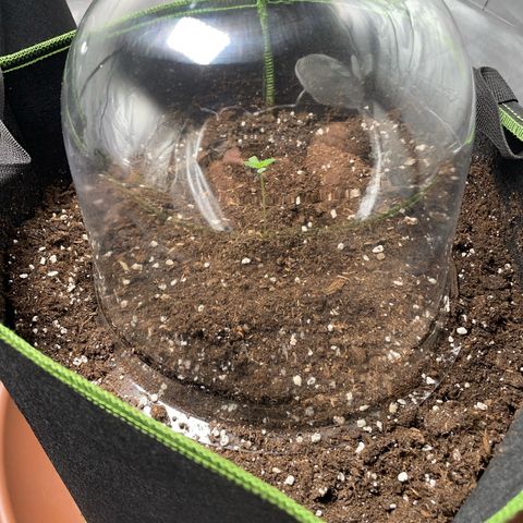 Tree B growlog timeline photo