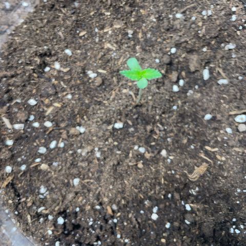 Tree B growlog timeline photo