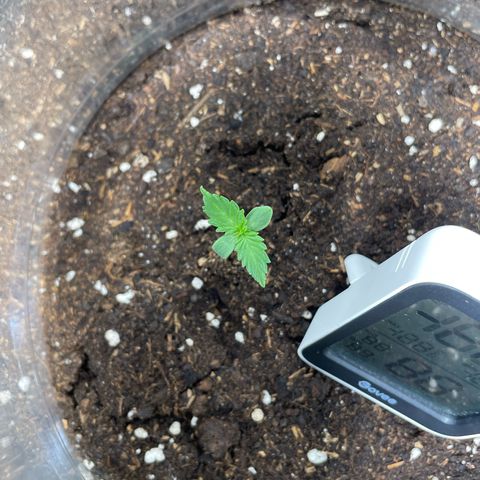 Taproot growlog timeline photo