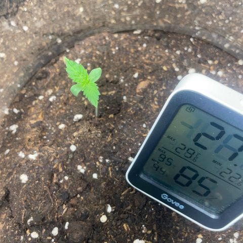 Taproot growlog timeline photo