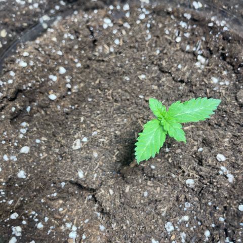 Tree A growlog timeline photo