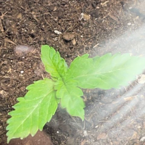 Tree A growlog timeline photo