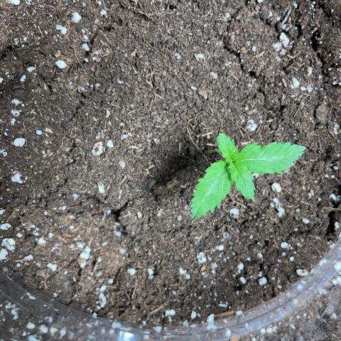 Tree A growlog timeline photo