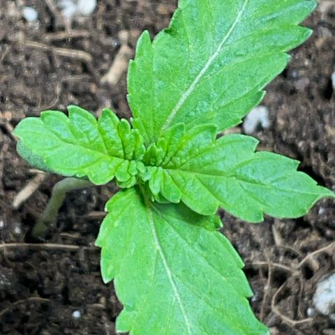Tree A growlog timeline photo