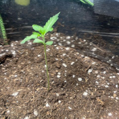Tree B growlog timeline photo