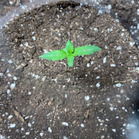Tree B growlog timeline photo