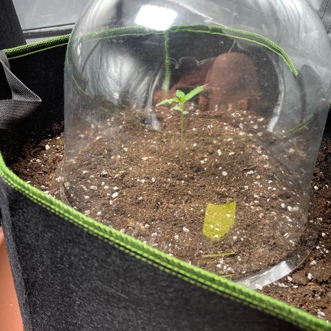 Tree B growlog timeline photo