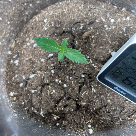 Taproot growlog timeline photo